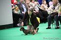 Crufts2011_2 1275